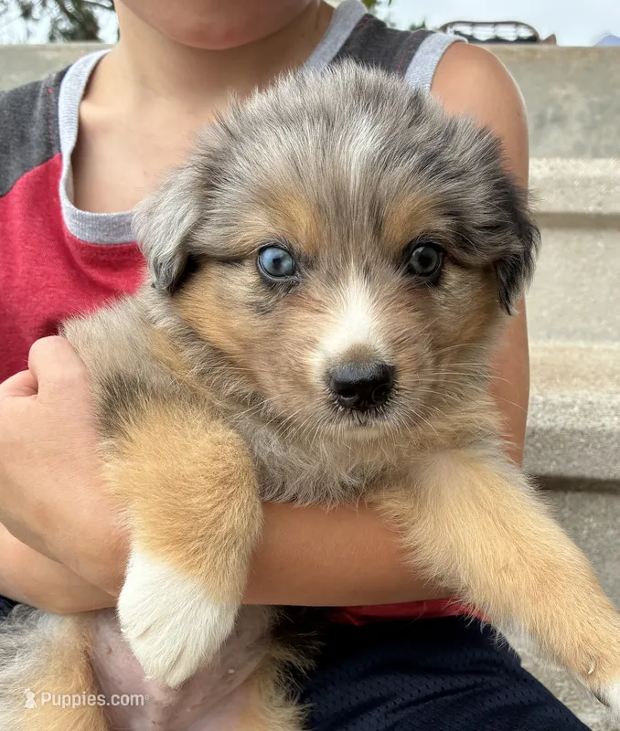 Duke – Australian Shepherd puppy for sale in Abbottstown, PA