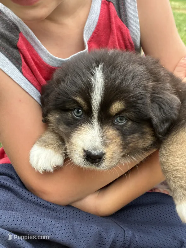 Stetson – Australian Shepherd puppy for sale in Abbottstown, PA