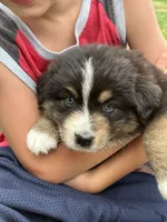 Stetson, a male Australian Shepherd for sale in Abbottstown, PA – 2 of 8