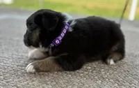Poppy , a female Australian Shepherd for sale in Abbottstown, PA – 2 of 3