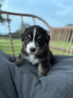 Stetson, a male Australian Shepherd for sale in Abbottstown, PA – 3 of 4