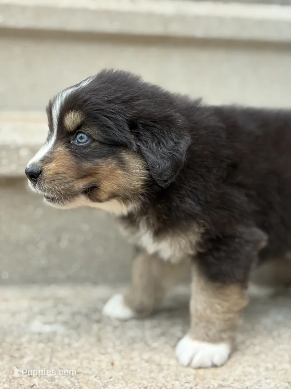 Paisley – Australian Shepherd puppy for sale in Abbottstown, PA