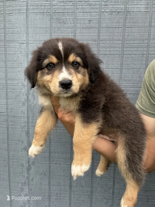 Smokey  – Australian Shepherd puppy for sale in Abbottstown, PA