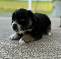 Poppy , a female Australian Shepherd for sale in Abbottstown, PA – 3 of 3