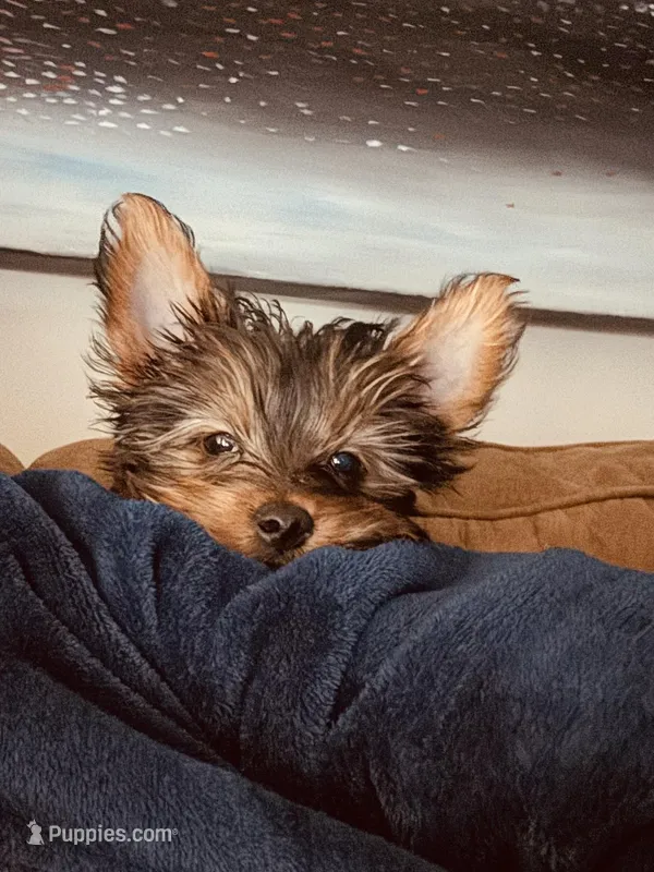 Smokey – Yorkshire Terrier puppy for sale in Washington, DC