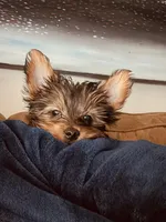 Smokey, a male Yorkshire Terrier for sale in Washington, DC – Photo 1 of 5