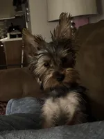 Smokey, a male Yorkshire Terrier for sale in Washington, DC – Photo 2 of 5