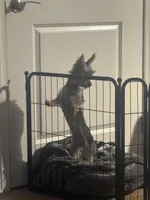 Smokey, a male Yorkshire Terrier for sale in Washington, DC – Photo 3 of 5