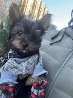 Smokey, a male Yorkshire Terrier for sale in Washington, DC – Photo 4 of 5