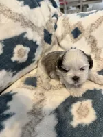 Oakley, a male Shih Tzu for sale in LaGrange, GA – 2 of 5