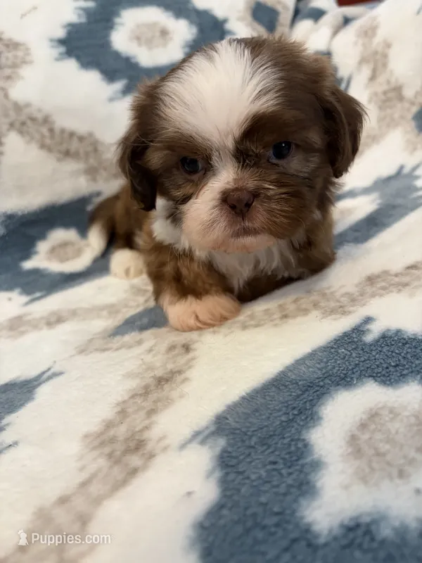 Reese – Shih Tzu puppy for sale in LaGrange, GA