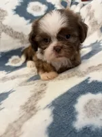 Reese, a male Shih Tzu for sale in LaGrange, GA – 1 of 3