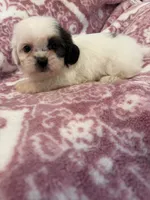 Sadie, a female Shih Tzu for sale in LaGrange, GA – 2 of 3