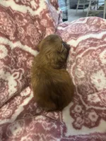 Margot, a female Shih Tzu for sale in LaGrange, GA – 3 of 3