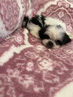 Mini, a female Shih Tzu for sale in LaGrange, GA – 2 of 3