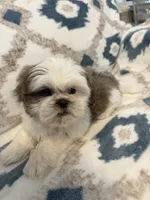 Oakley, a male Shih Tzu for sale in LaGrange, GA – 2 of 3