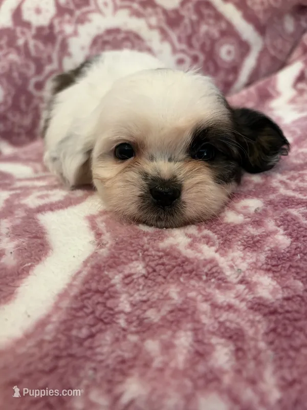 Sadie – Shih Tzu puppy for sale in LaGrange, GA