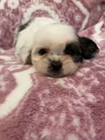 Sadie, a female Shih Tzu for sale in LaGrange, GA – 1 of 3