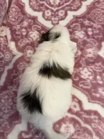 Sadie, a female Shih Tzu for sale in LaGrange, GA – 3 of 3