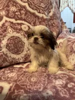 Pumpkin , a female Shih Tzu for sale in LaGrange, GA – 3 of 3