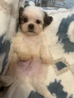 Teddy, a male Shih Tzu for sale in LaGrange, GA – 3 of 3