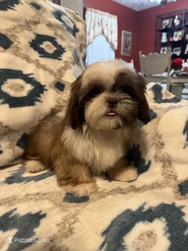 Reese – Shih Tzu puppy for sale in LaGrange, GA