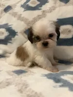 Teddy, a male Shih Tzu for sale in LaGrange, GA – 1 of 3