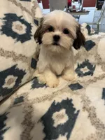 Teddy, a male Shih Tzu for sale in LaGrange, GA – 2 of 3