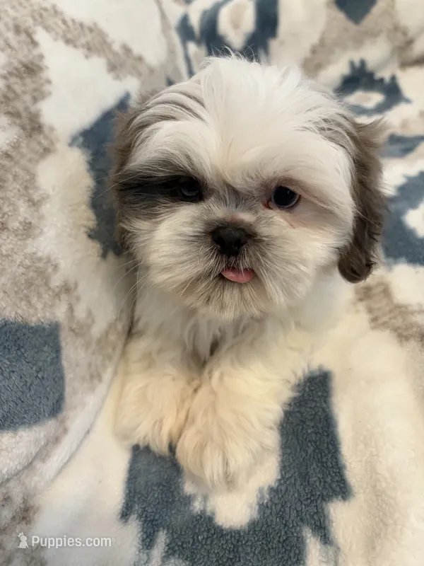 Oakley – Shih Tzu puppy for sale in LaGrange, GA
