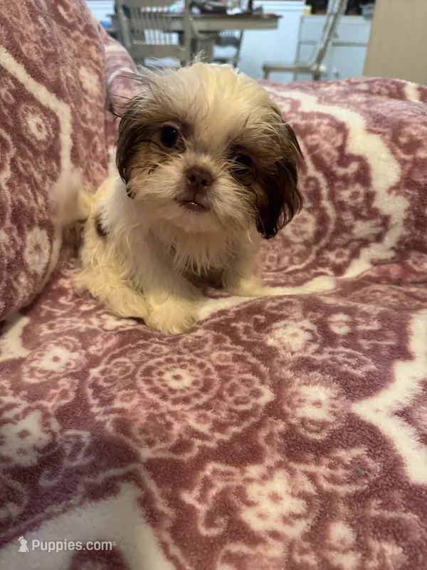 Pumpkin  – Shih Tzu puppy for sale in LaGrange, GA