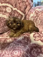 Margot, a female Shih Tzu for sale in LaGrange, GA – 1 of 3