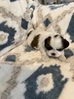 Copper, a male Shih Tzu for sale in LaGrange, GA – 2 of 5