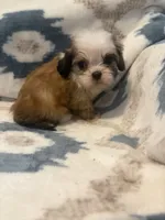 Buttercup, a male Shih Tzu for sale in LaGrange, GA – 2 of 3