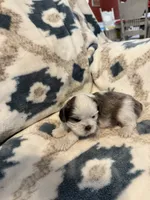 Oakley, a male Shih Tzu for sale in LaGrange, GA – 3 of 5