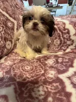 Pumpkin , a female Shih Tzu for sale in LaGrange, GA – 2 of 3