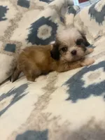 Buttercup, a male Shih Tzu for sale in LaGrange, GA – 1 of 3