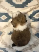 Winnie (AKC), a male Shih Tzu for sale in LaGrange, GA – 3 of 3