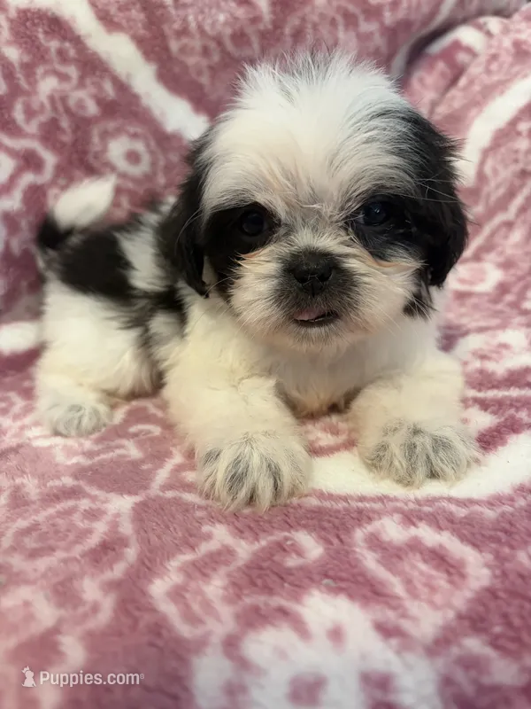 Mini – Shih Tzu puppy for sale in LaGrange, GA