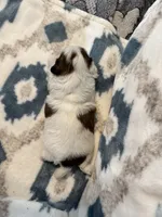 Copper, a male Shih Tzu for sale in LaGrange, GA – 5 of 5