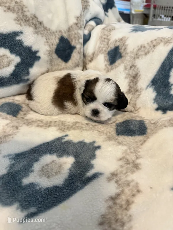 Copper – Shih Tzu puppy for sale in LaGrange, GA