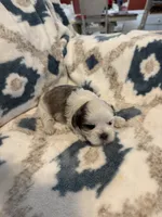 Oakley, a male Shih Tzu for sale in LaGrange, GA – 4 of 5