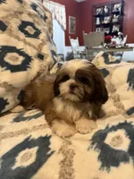Reese, a male Shih Tzu for sale in LaGrange, GA – 2 of 3