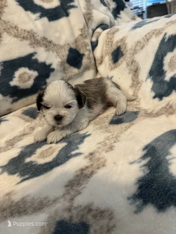 Oakley – Shih Tzu puppy for sale in LaGrange, GA