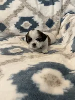 Copper, a male Shih Tzu for sale in LaGrange, GA – 4 of 5