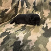 Shadow, a male Shih Tzu for sale in LaGrange, GA – Photo 2 of 4