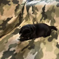 Shadow, a male Shih Tzu for sale in LaGrange, GA – Photo 4 of 4