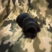 Shadow, a male Shih Tzu for sale in LaGrange, GA – Photo 1 of 4