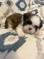 Winnie (AKC), a male Shih Tzu for sale in LaGrange, GA – 2 of 3