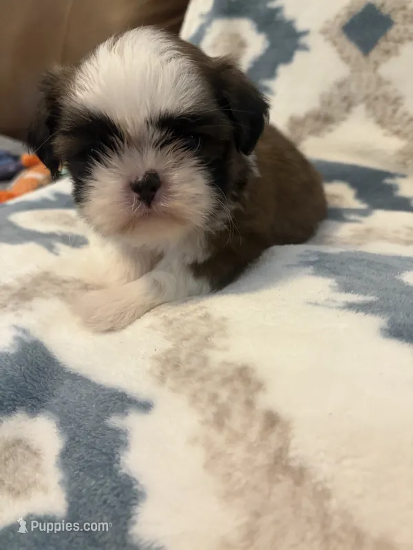 Winnie (AKC) – Shih Tzu puppy for sale in LaGrange, GA