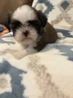 Winnie (AKC), a male Shih Tzu for sale in LaGrange, GA – 1 of 3